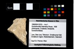 Foto (Objekt + Etikett) von Goniodromites bidentatus (Reuss, 1858)  (NHMW-GEO-1990-0041-3233)
